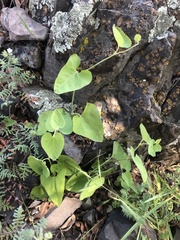Aristolochia californica