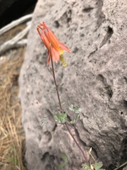 Aquilegia desertorum