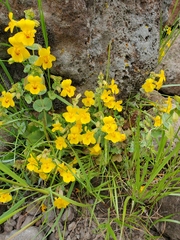 Erythranthe glaucescens