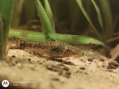 Otocinclus