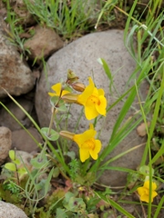 Erythranthe glaucescens