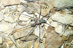 Corasoides australis
