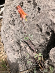 Aquilegia desertorum
