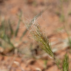 Aristida anthoxanthoides
