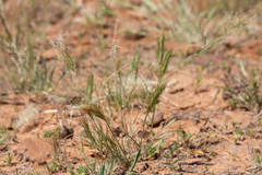 Aristida anthoxanthoides