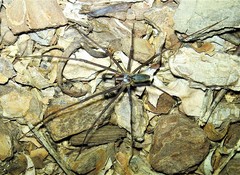 Corasoides australis