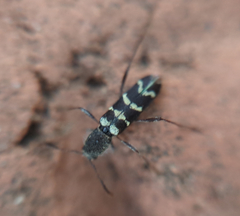 Neoclytus horridus