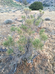 Lepidospartum squamatum