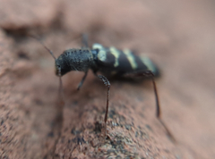 Neoclytus horridus