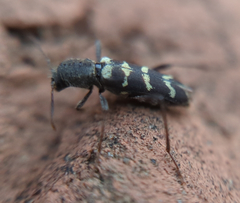 Neoclytus horridus
