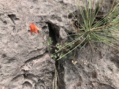 Aquilegia desertorum