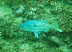 Nemadactylus valenciennesi