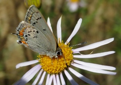 Satyrium californica
