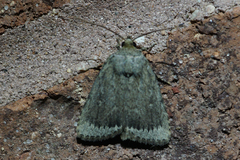 Amphipyra glabella