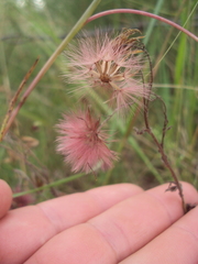Noticastrum diffusum