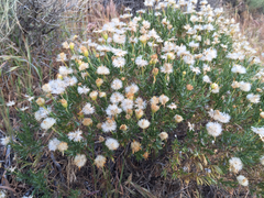 Ericameria linearifolia