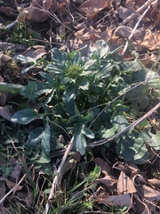 Barbarea vulgaris