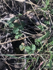 Potentilla indica