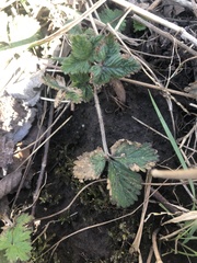 Potentilla indica