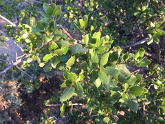 Quercus wislizeni frutescens