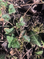 Potentilla indica