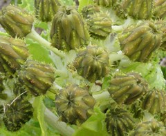 Sonchus grandifolius