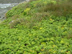 Sonchus grandifolius