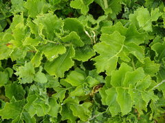 Sonchus grandifolius