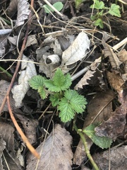 Potentilla indica