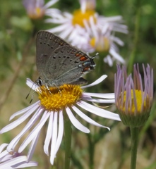 Satyrium californica