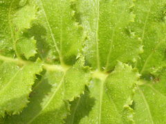 Sonchus grandifolius