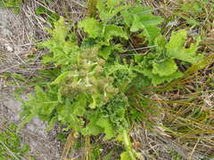 Sonchus grandifolius