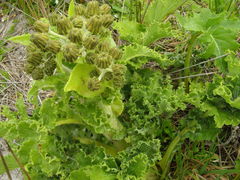Sonchus grandifolius
