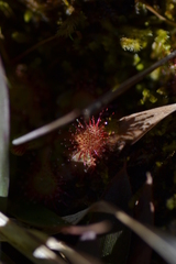 Drosera capillaris
