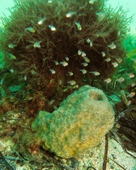 Pempheris klunzingeri