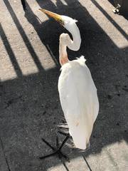 Ardea alba