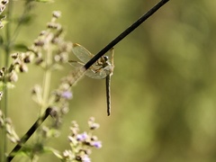 Dasythemis mincki