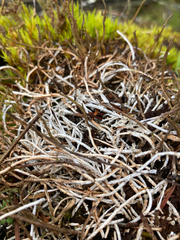 Cladonia ecmocyna
