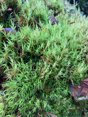 Dicranum howellii