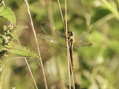 Dasythemis mincki