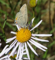 Satyrium californica