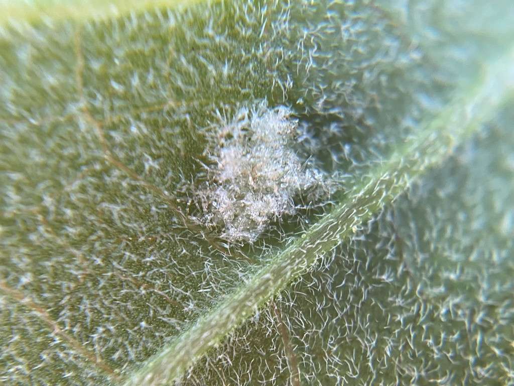 Acalitus adoratus