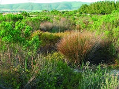 Thamnochortus erectus