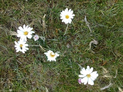 Celmisia asteliifolia