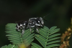 Megachile exilis