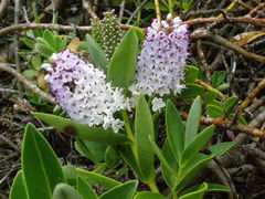 Veronica chathamica