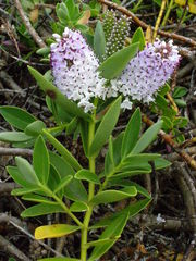 Veronica chathamica