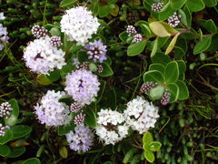 Veronica chathamica