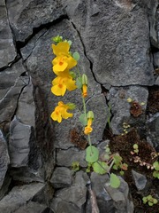 Erythranthe glaucescens