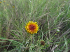 Grindelia pulchella discoidea